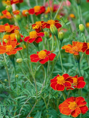 MARIGOLD Cinnabar